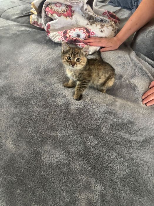 Отдам котенка в хорошие руки