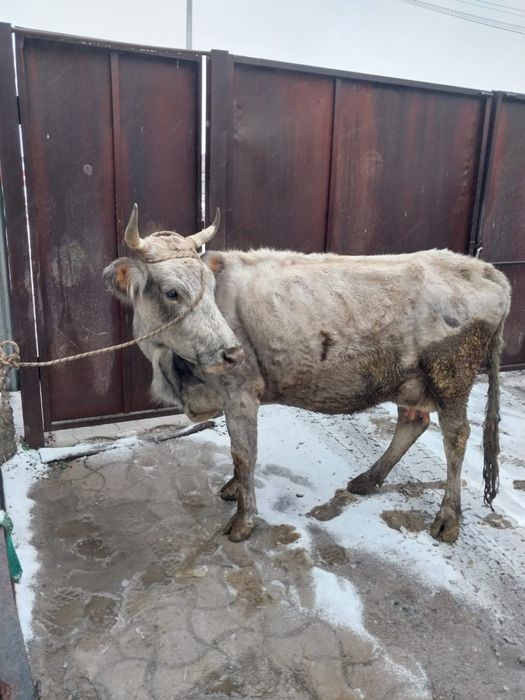 Сиыр сатам жуас