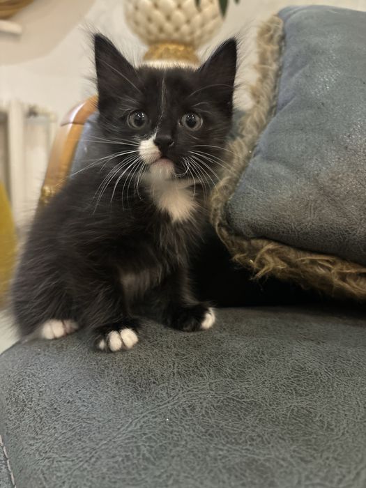 Котята бесплатно