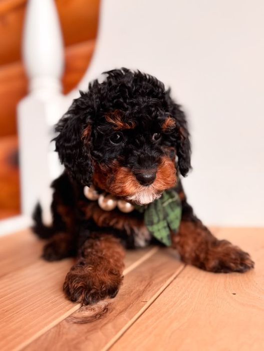 Caniche poodle mini toy exemplar