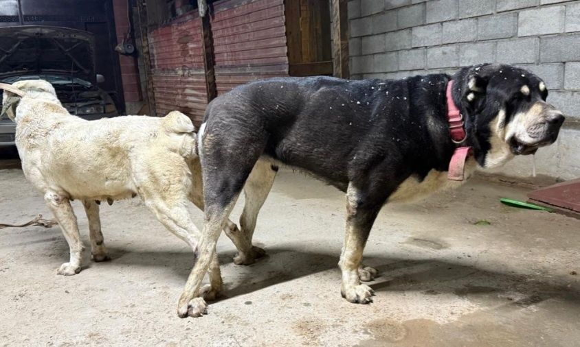 Алабай щенок супер тяж