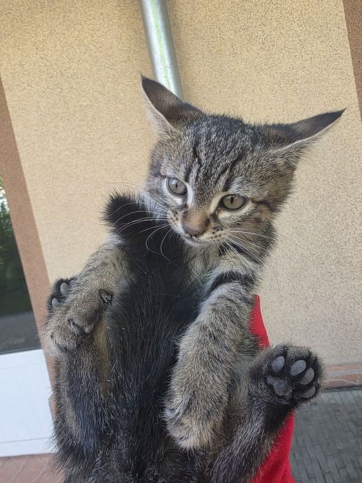 Отдаю котят в добрые руки