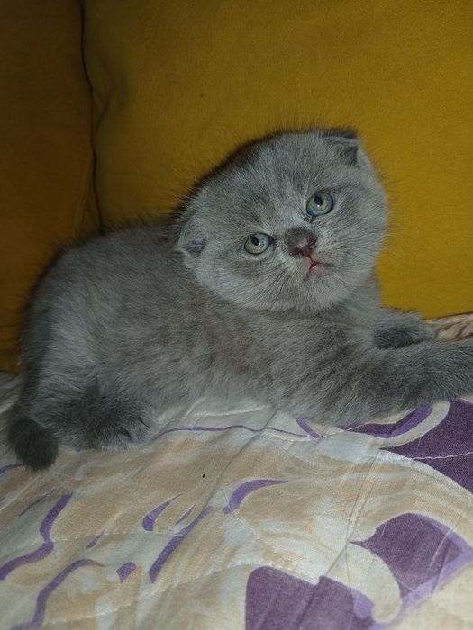 Продам скоттиш фолд мальчика и девочку