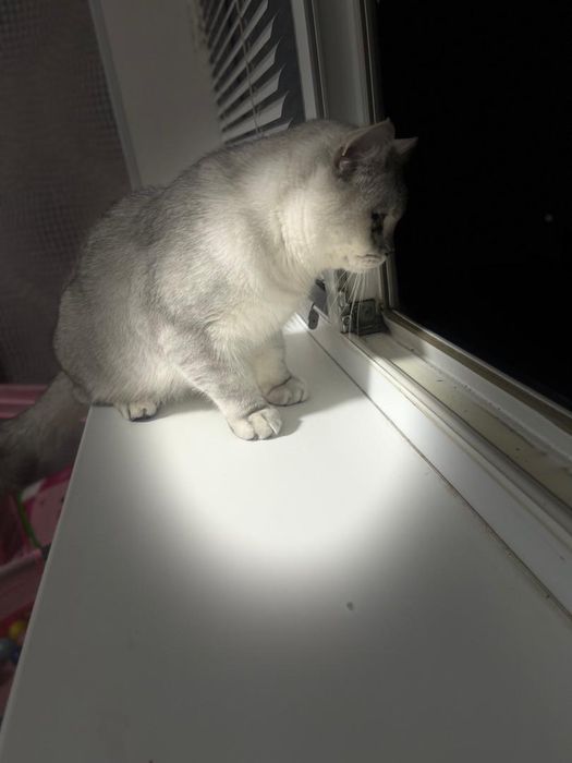 Британский кот , 6 месяцев