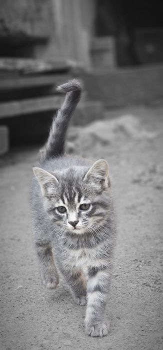 Котята в хорошие, добрые руки