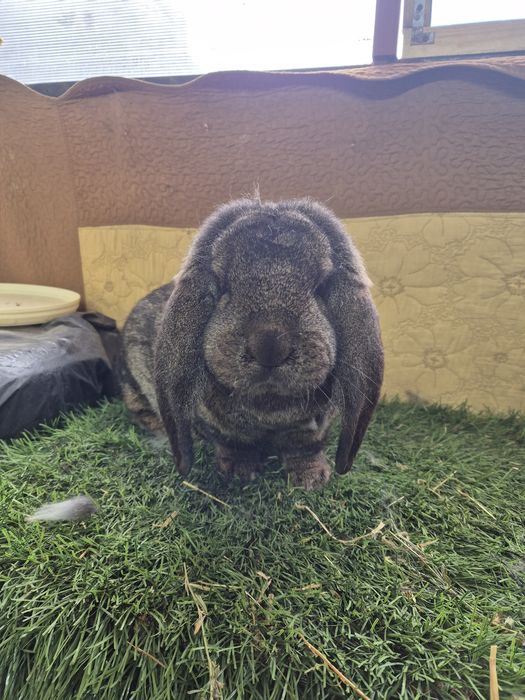 Iepuri Berbec German