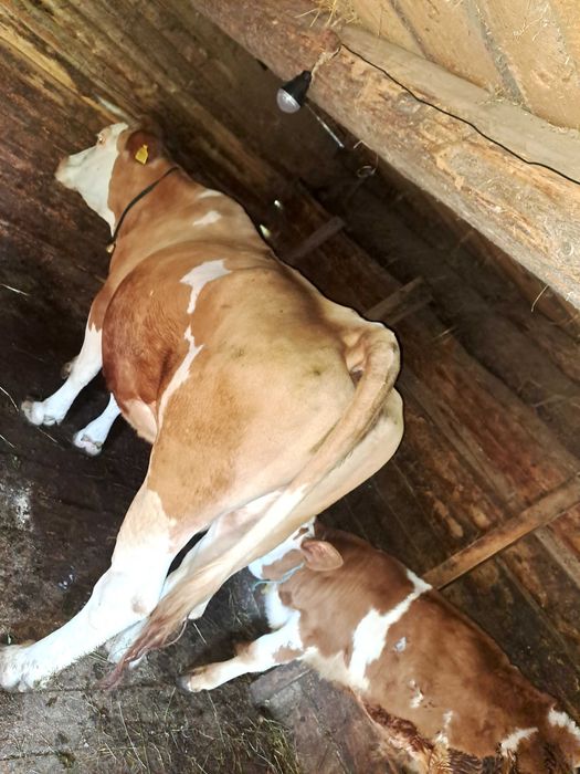 Vaca de 8 ani cu vitel