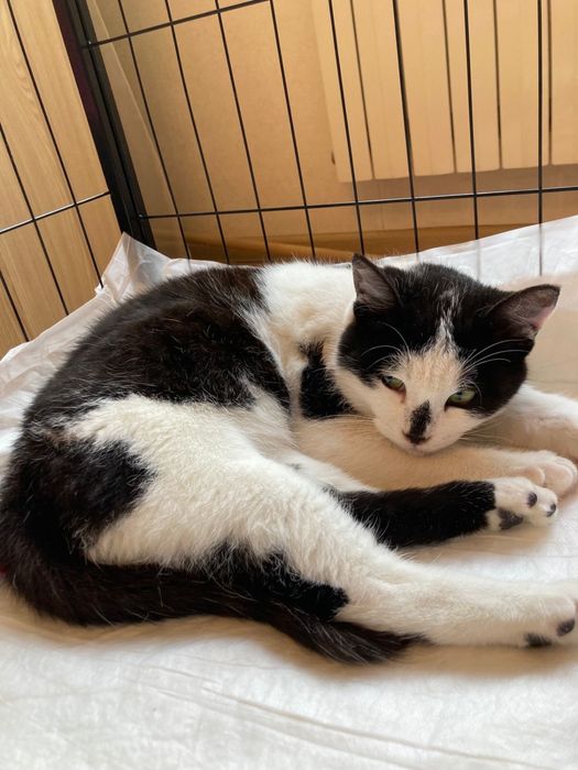 Кот мальчик в добрые руки