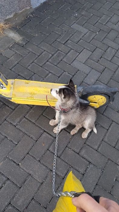 Сибирьский Хаски