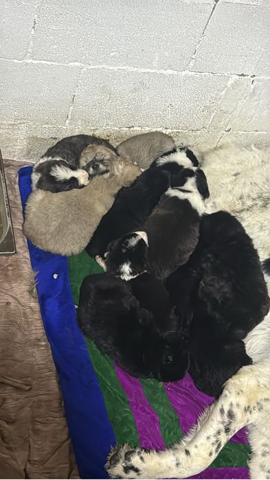 Төбет Алабай САО күшіктері