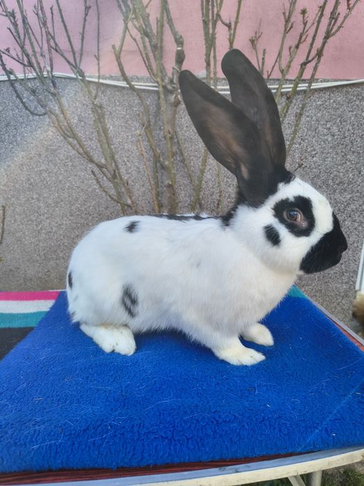 Mascul Pestriț German