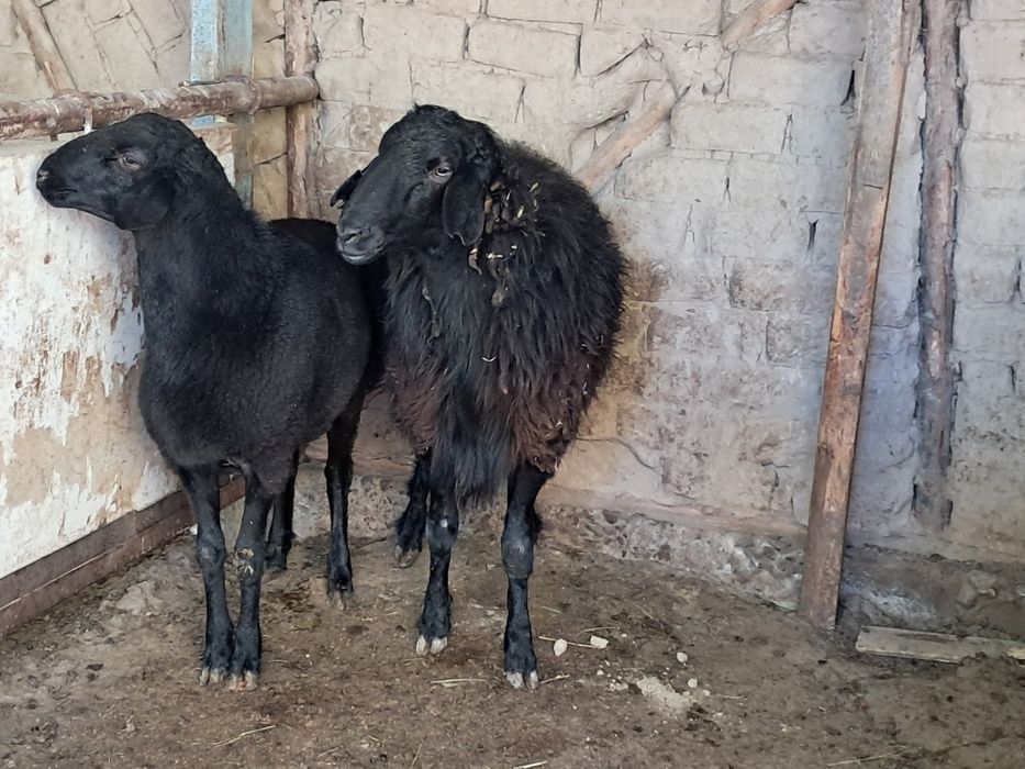 Кучкор сотилади тоза ем билан бокилган.