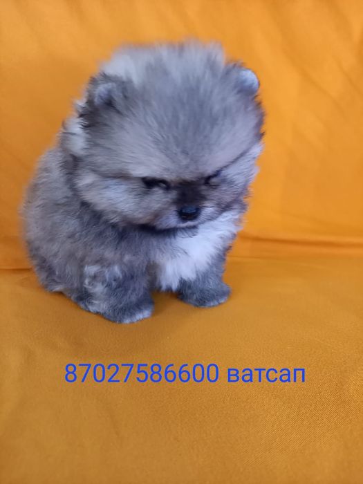 Продам очаровательных щенков шпица.