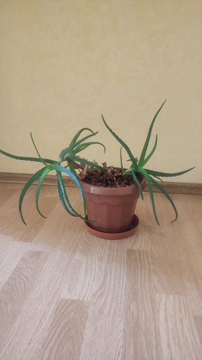 Цветы комнатные продам