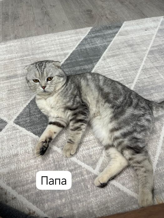 Котёнок Скотиш страйт. Девочка.