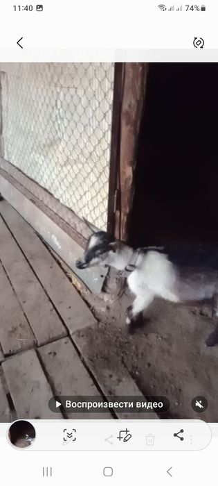 Альпи пиакөк еркек лақ