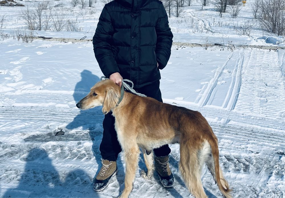 Тазы ит сатылады аңшылықа ауызданған 1жасар