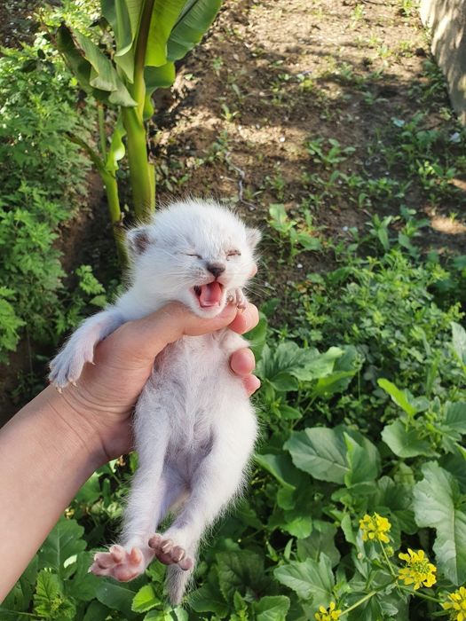 Ona mushuk va bolalari sotiladi