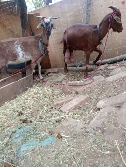 Vând capre tinere și țap de rasă