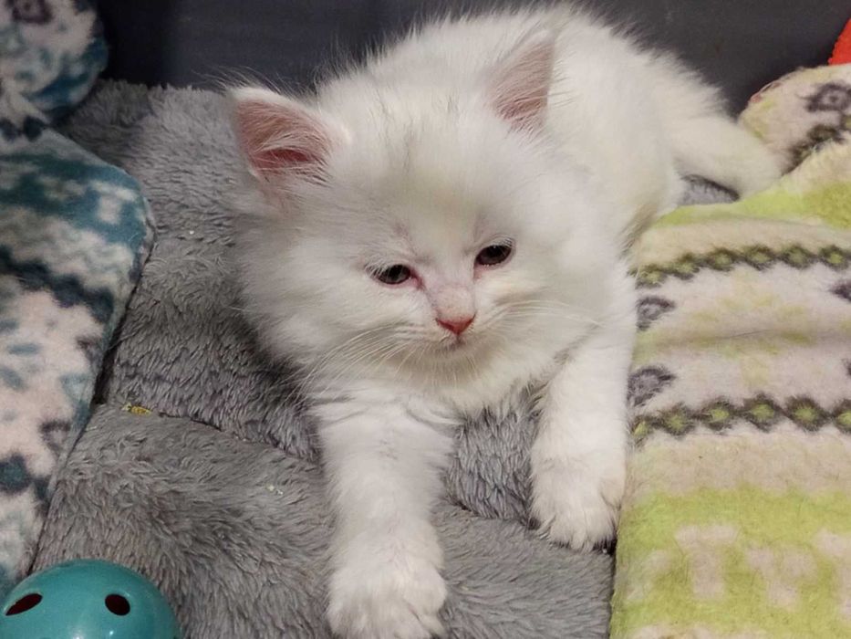 Полуперсийски котенца