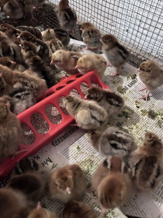 Цыплята домашние простые