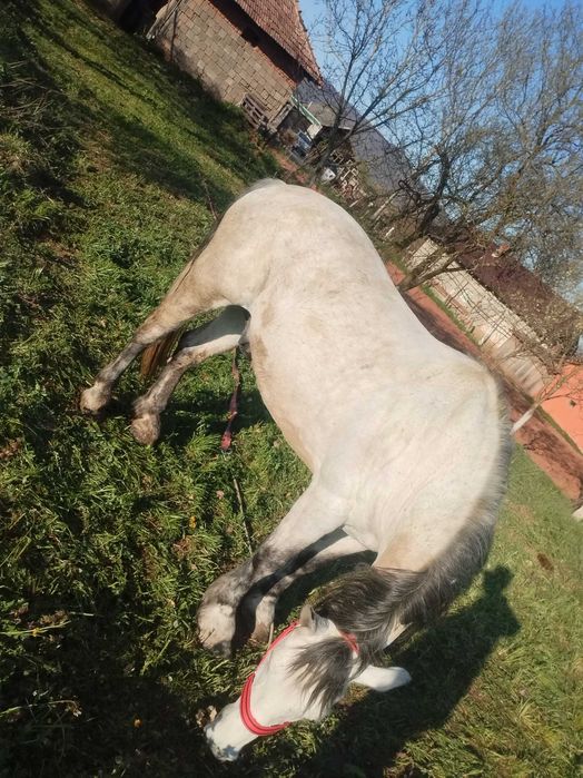 Vand cal castrat de 9 ani
