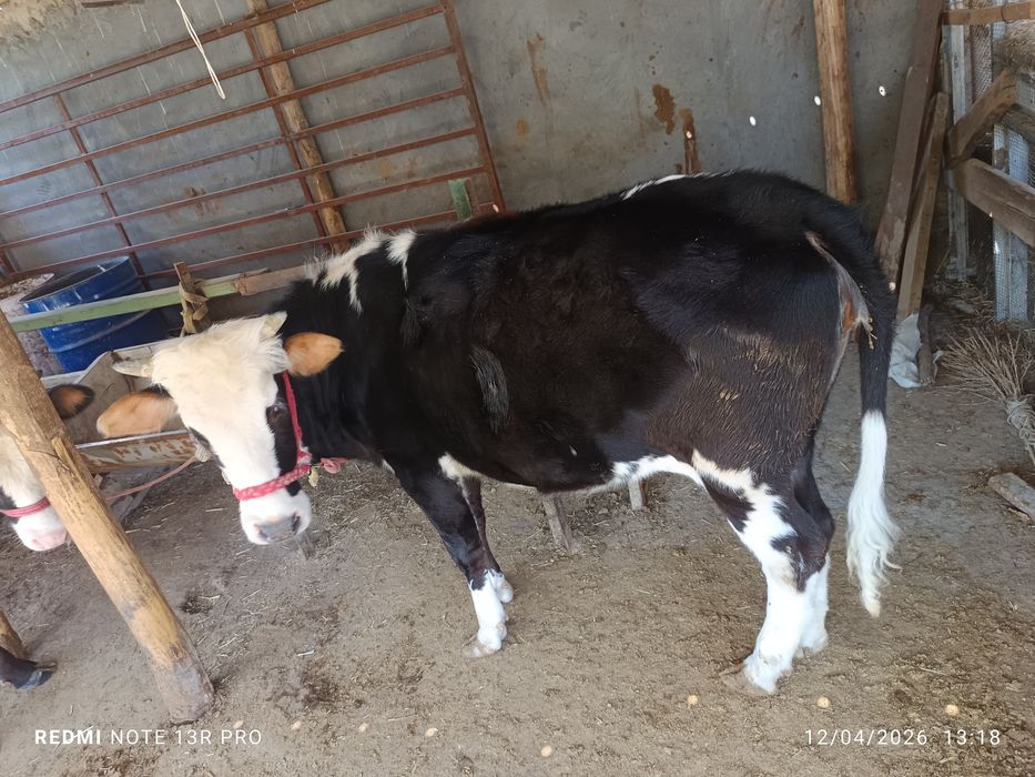 Urg'ochi tonalar sotiladi