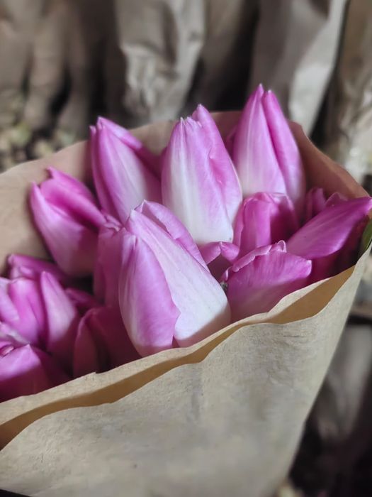 Тюльпаны только оптом