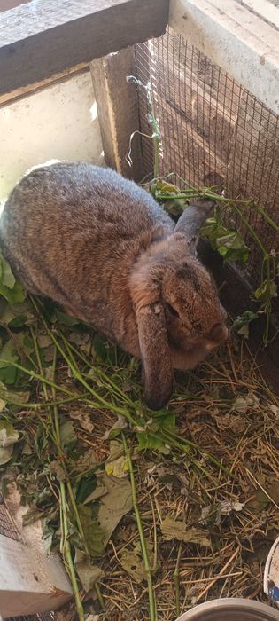 Berbec german rasa pura