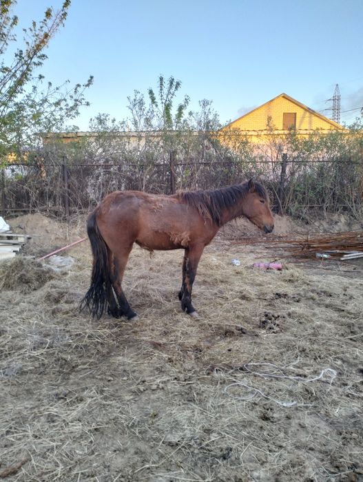 Құнажын байтал семіз СРОЧНО