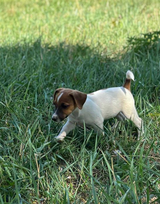 catel jack russell terrier