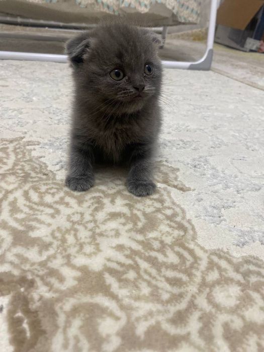 Paroda scotish fold strath