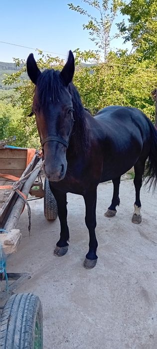 Vând iapa vârstă 7 ani corcitura frizian