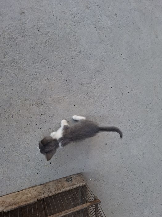 Продается котят мейн кун