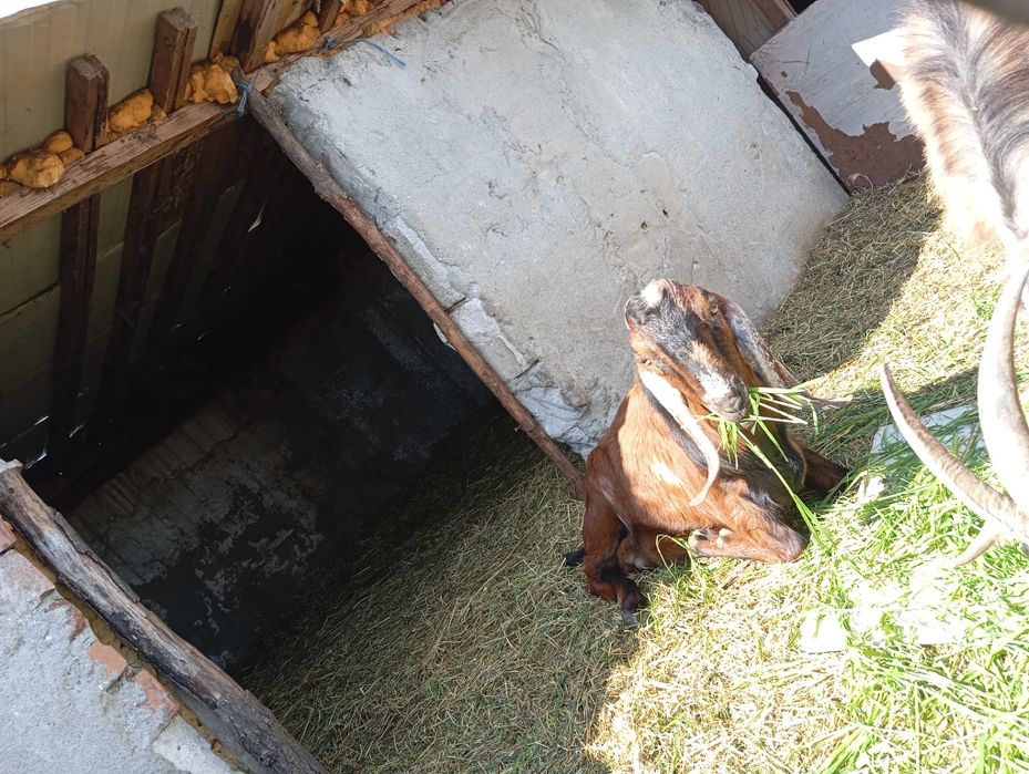 Țăpișor și capra anglonubian