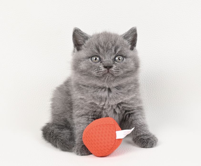Pisoi British Shorthair colour blue cu pedigree