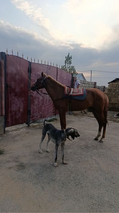 Жорға құнан сатылады