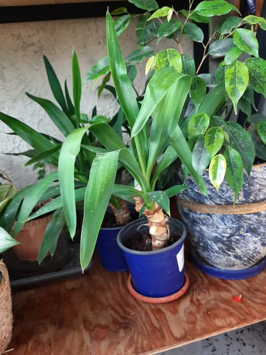 Комнатное растение Юкка