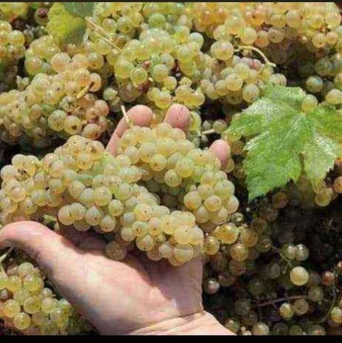 Vand struguri de vin productie 2026