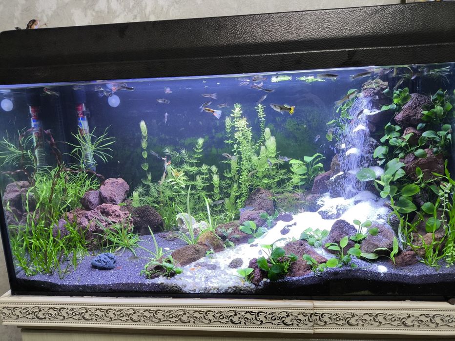 Водоросли в аквариум. Растения для аквариума