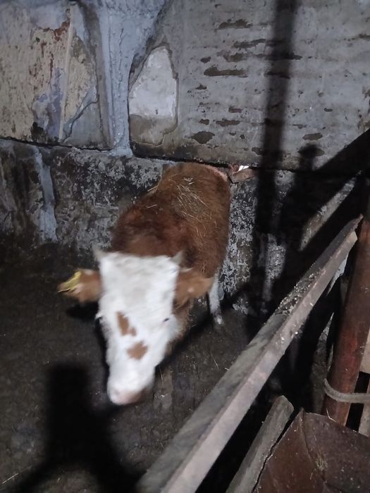 Продаются бычки