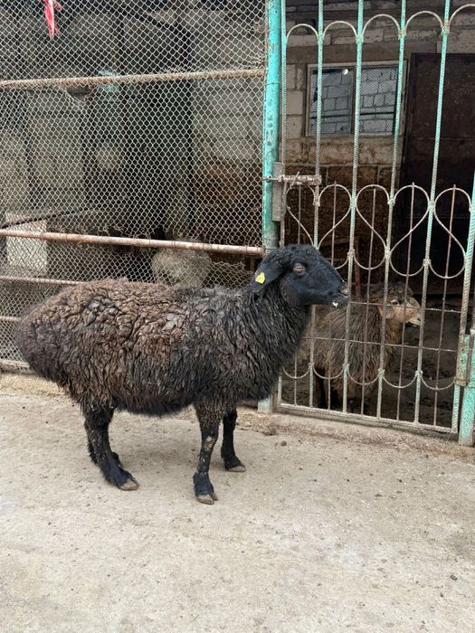 Семиз кой сатылады