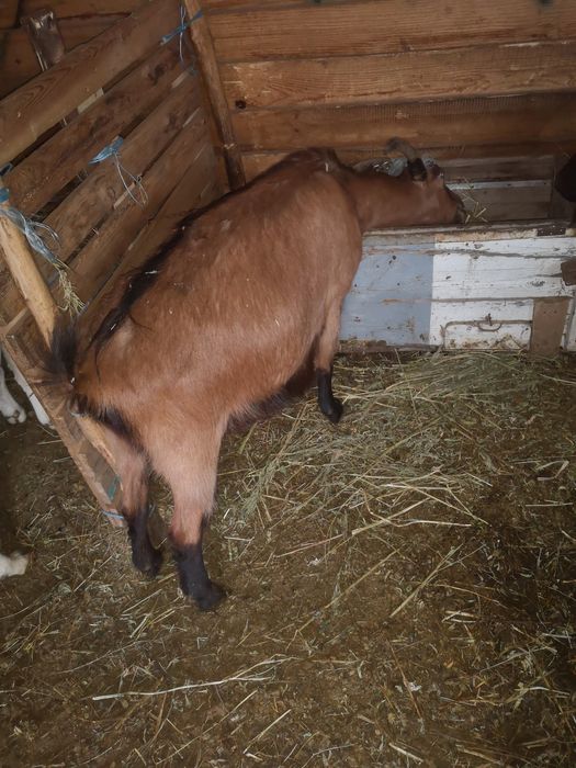 Vand capre gestante, si iedute!