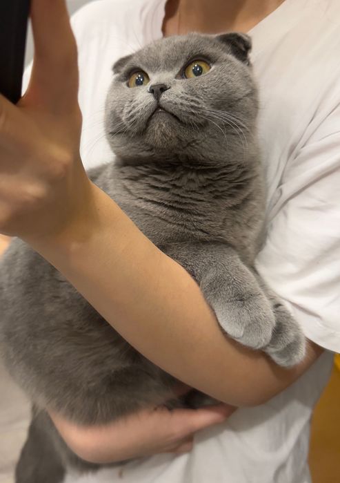 Продам кота, британец вислоухий