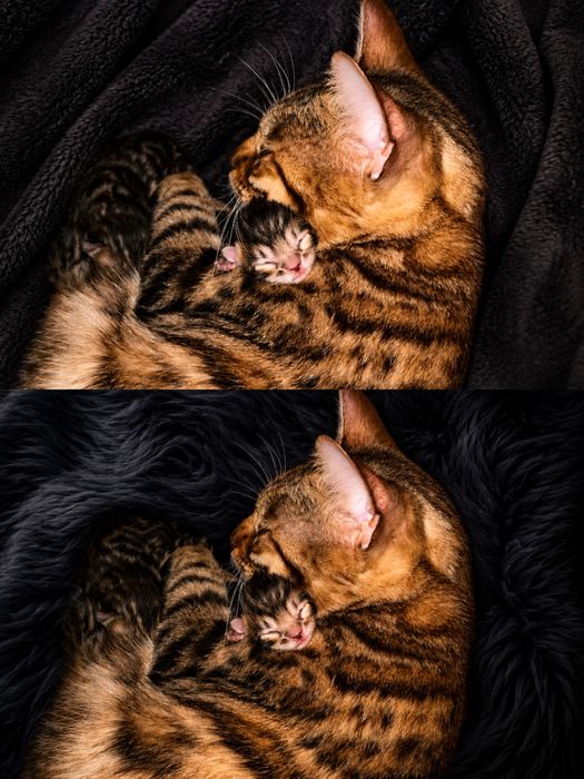 Бенгальские котята