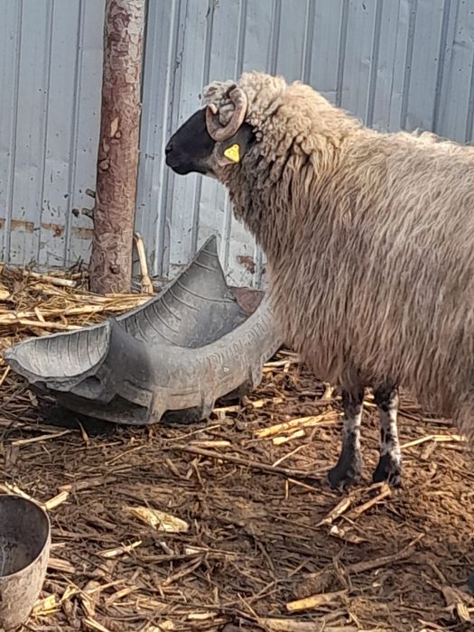 Vând berbec cărăbaș 3 ani