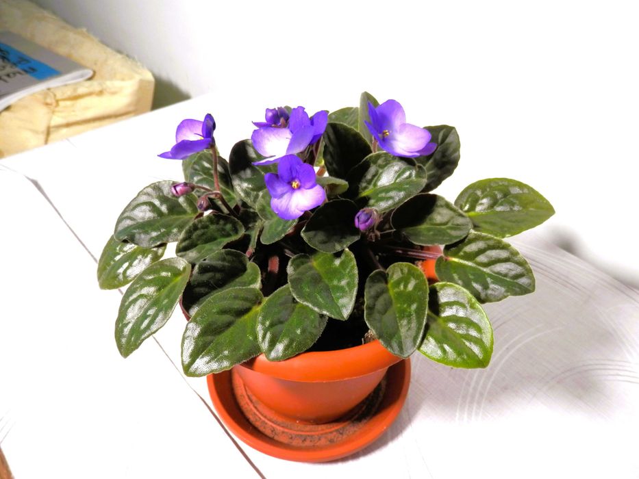 Violete de Parma mov, curgătoare, roz, albastră și albastru cu alb