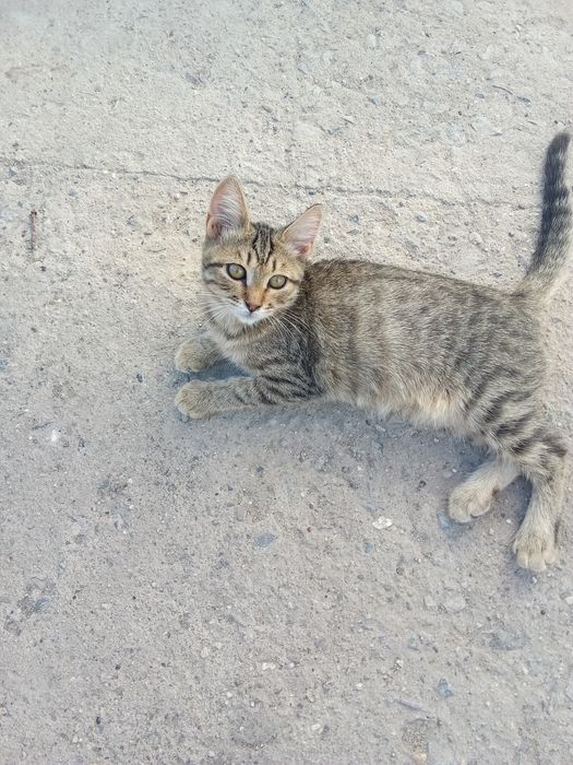 Котенок девочка котенок