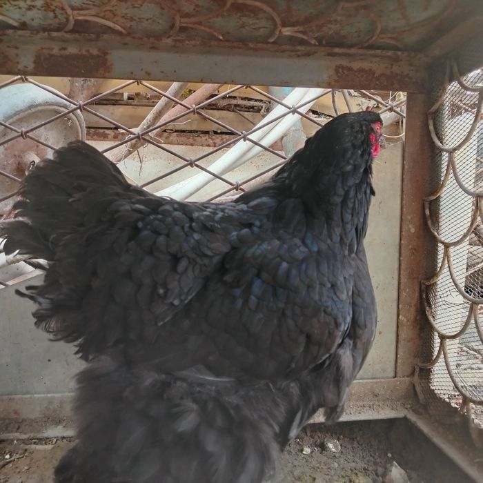 Brama tovuq sotiladi