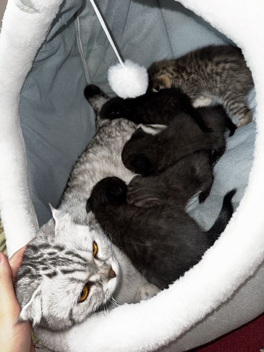 Бесплатно отдаем малышек!  Ищем добродушных людей!)